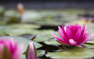 Картинка природа, водяная лилия, озеро, цветок, вода, лепестки, пруд, кувшинка, листья, розовый