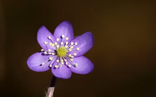 Картинка цветок, Hepatica nobilis, весна