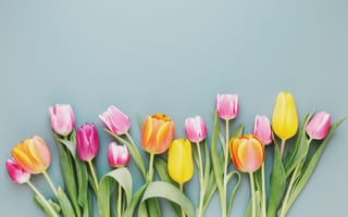 Картинка цветы, colorful, spring, wood, flowers, tulips, beautiful, fresh, тюльпаны