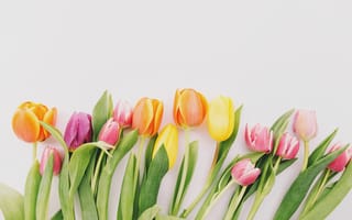 Картинка цветы, colorful, wood, fresh, beautiful, тюльпаны, tulips, flowers