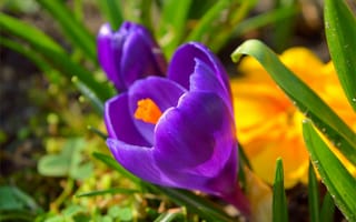 Обои Крокусы, Crocuses, Фиолетовые цветы, Purple flowers