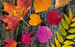 Картинка autumn, leaves, дерево, осенние, листья, colorful, wood
