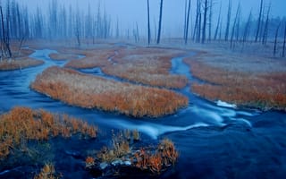 Картинка Yellowstone, США, Wyoming, лес, трава, туман, болото, река