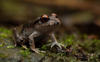 Картинка природа, Mixophyes fleayi, Juvenile Fleay's barred frog