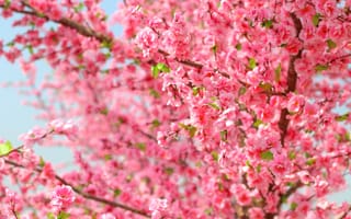 Картинка небо, ветки, pink, цветение, сакура, sakura, cherry, весна, bloom, spring, blossom
