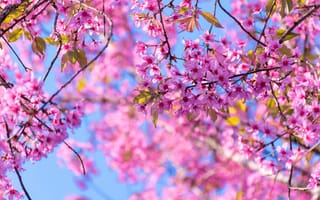 Обои весна, spring, pink, небо, sakura, ветки, cherry, bloom, сакура, blossom, цветение