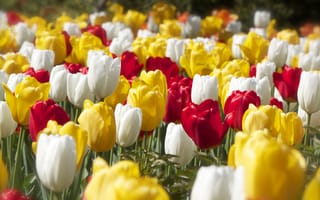 Картинка тюльпаны, весна, разноцветный