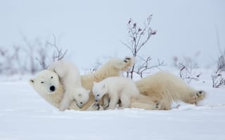 Картинка зима, белые медведи, медвежата, медведица, снег, игра, полярные медведи, материнство