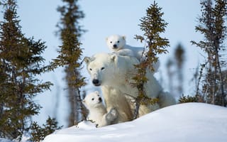 Картинка зима, медведица, полярные медведи, материнство, медвежата, белые медведи, снег