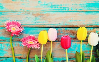 Картинка цветы, весна, герберы, wood, тюльпаны, tulips, colorful, flowers