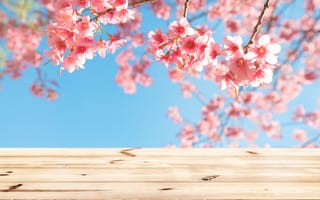 Картинка небо, ветки, sakura, blossom, bloom, pink, wood, весна, цветение, spring, сакура