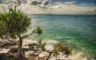Картинка Австралия, пальмы, море, пляж