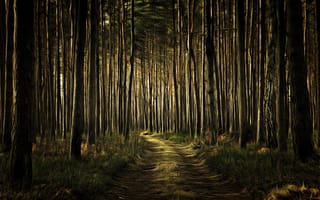 Картинка лес, дорога, digital painting