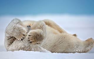 Картинка белый медведь, США, Аляска, Море Бофорта, мыс Барроу, снег