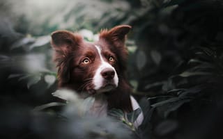 Картинка листья, собака, морда, Бордер-колли, взгляд, портрет