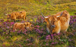 Картинка корова, остров Скай, теленок, вереск, Шотландия