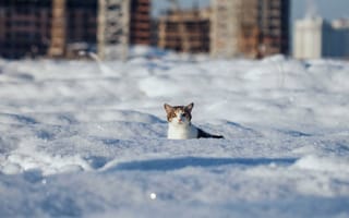Картинка Зима, кот, взгляд, шерсть, сугробы, снег