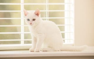 Картинка глазки, окно, котёнок