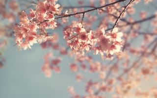 Картинка небо, ветки, pink, сакура, цветение, весна, blossom, spring, bloom, sakura
