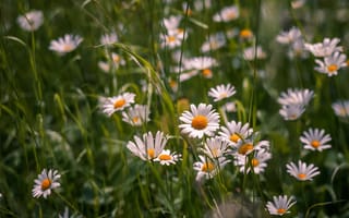 Картинка поле, белые, ромашки, цветы