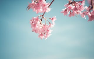 Картинка небо, ветки, сакура, pink, весна, цветение, bloom, cherry, sakura, blossom, spring