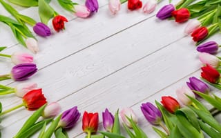 Картинка цветы, colorful, white, tulips, wood, spring, flowers, red, тюльпаны, purple