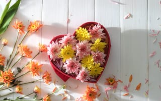 Картинка цветы, colorful, хризантемы, flowers, heart, romantic