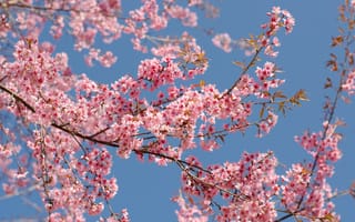 Картинка небо, ветки, pink, цветение, сакура, cherry, blossom, sakura, spring, bloom, весна