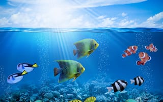 Картинка tropical, reef, подводный мир, coral, рыбки, fishes, лучи, ocean, пузыри, underwater, коралловый риф, солнце