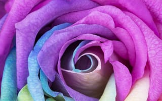 Картинка rose, роза, macro, бутон, макро, flower, радуга, цветок, Bud, rainbow