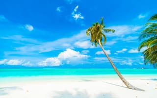 Картинка песок, море, summer, пляж, лето, пальмы, тропики, beach