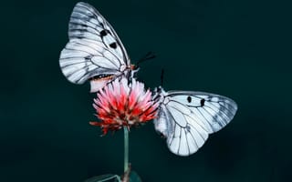Картинка цветок, природа, насекомое, мотылек, бабочки