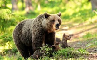 Картинка медведица, лес, медвежата, зелень