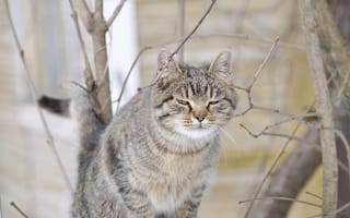 Картинка cat, spring, murrrr