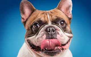 Картинка язык, морда, пасть, крупный план, синий, бульдог