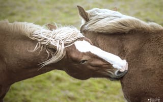 Обои кони, лошади, морда, пара, дружба, грива