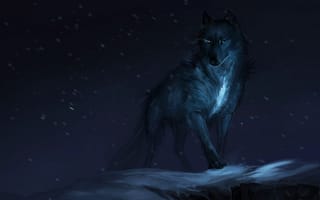 Картинка хищник, зверь, волк