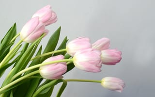 Картинка цветы, букет, розовые, flowers, tender, tulips, spring, pink, тюльпаны
