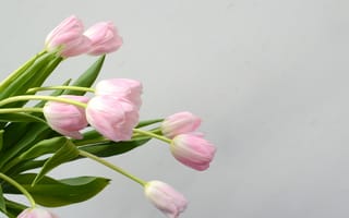 Картинка цветы, букет, розовые, pink, тюльпаны, tender, flowers, tulips, spring