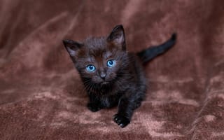 Картинка котенок, голубоглазый, черный, взгляд