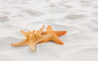 Картинка песок, пляж, beach, отдых, summer, звезда, sand, starfish, лето