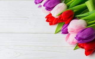 Картинка цветы, букет, purple, wood, тюльпаны, flowers, white, red, colorful, spring, tulips