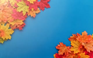 Обои осень, осенние, autumn, leaves, maple, colorful, листья