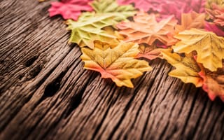 Обои maple, листья, wood, осенние, autumn, leaves, дерево, осень