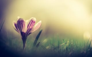 Картинка цветок, весна, природа