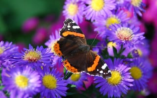 Картинка бабочка, мотылек, лепестки, цветок, природа