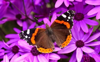 Обои бабочка, цветы, крылья, лепестки, мотылек