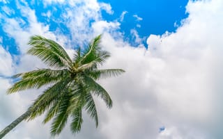 Картинка небо, облака, clouds, sky, пальмы, природа, palm trees, nature