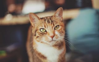 Картинка кошка, взгляд, кот, серо-рыжий, позирование