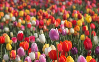 Картинка тюльпаны, плантация, бутоны, боке, много, разноцветные
